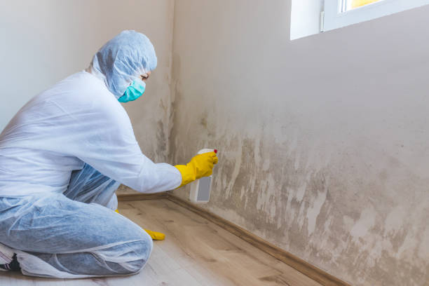 Licensed Mold Remediation service in Hudsonville, MI - WQB Mold Removal